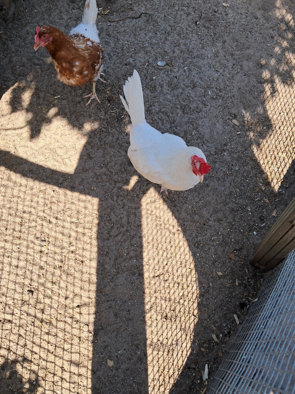 Leghorn en isa brown te koop, Vrouwelijk, Kip