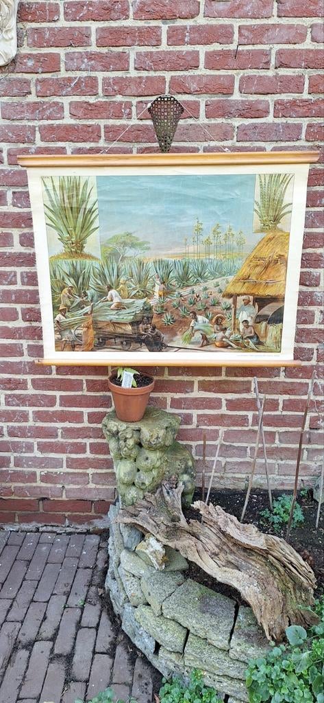 Vintage Schoolplaat Agave Plantage - Aardrijkskunde, Ophalen of Verzenden