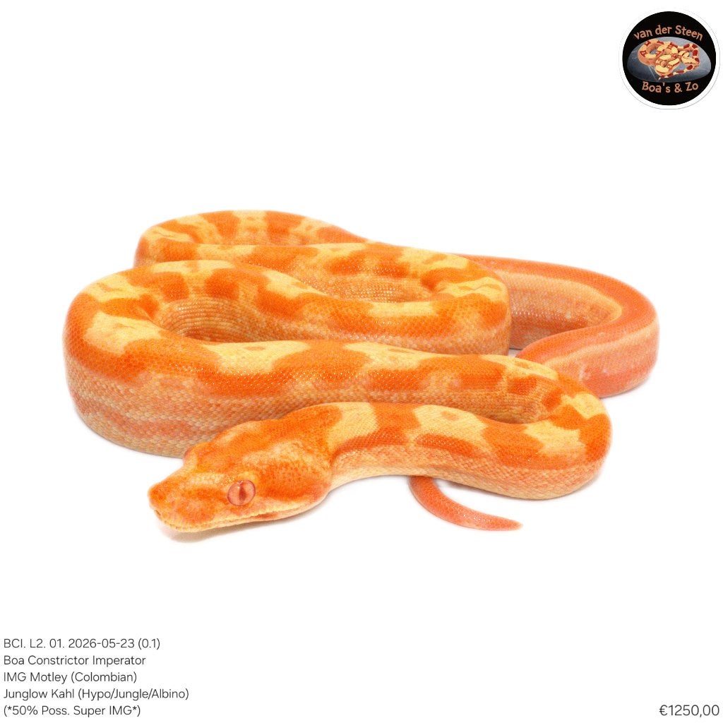 Boa Constrictor Imperator Litter 02 2026 Boa Constrictor - male for sale from Dennis van der Steen
