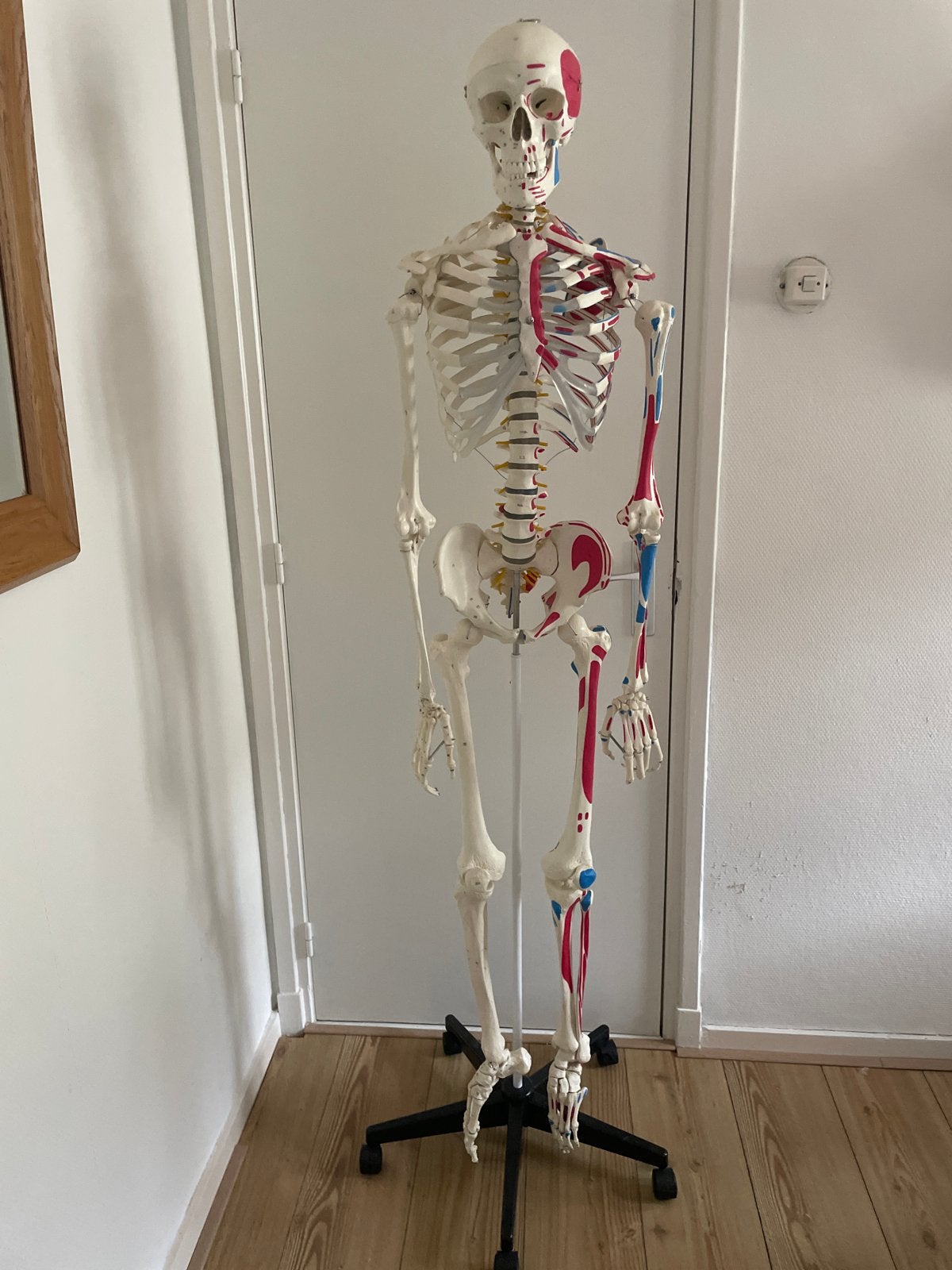Anatomie skelet 170cm, Diversen, Ophalen