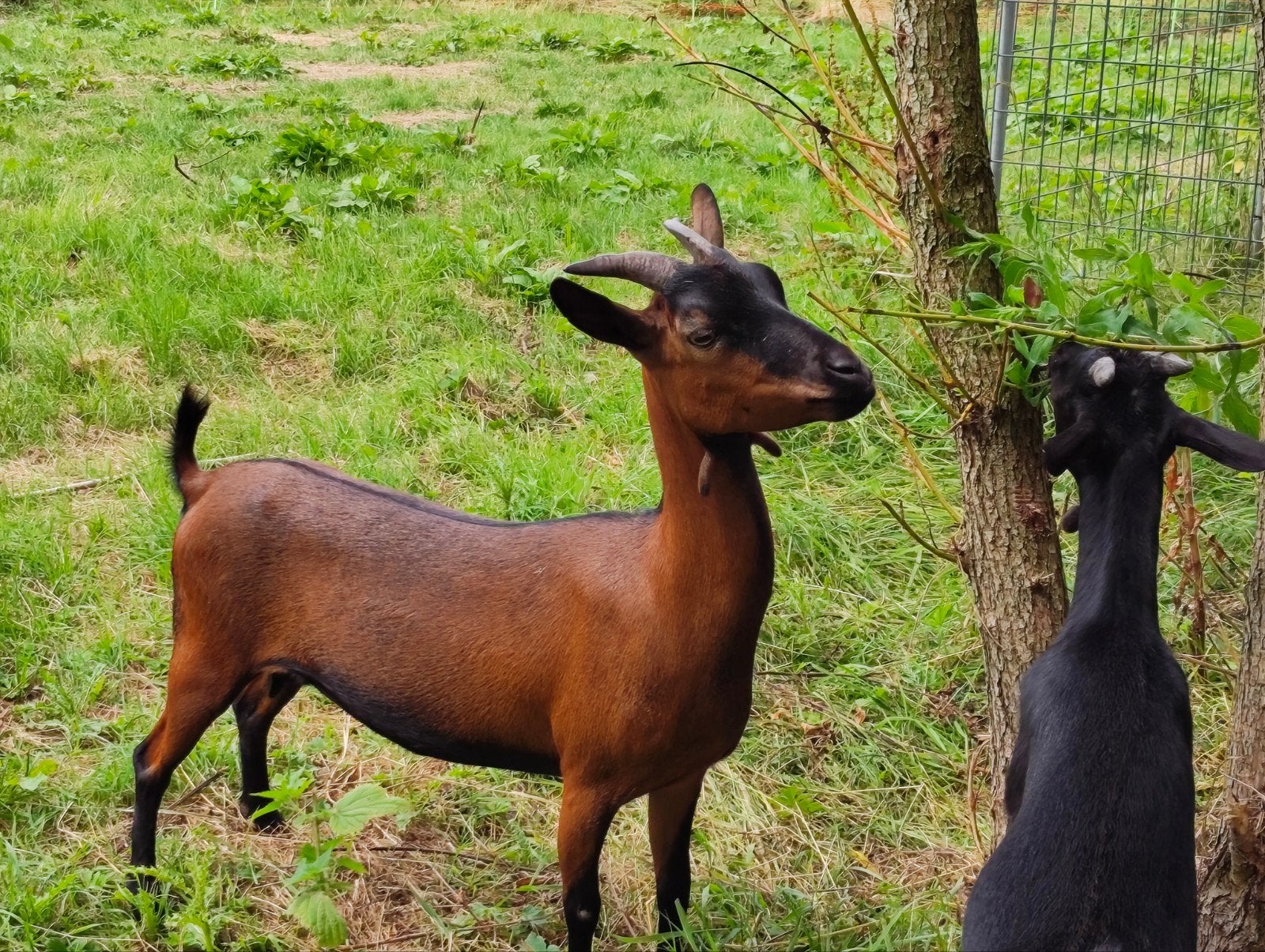 Geit te koop, Dieren en Toebehoren, Schapen, Geiten en Varkens, Vrouwelijk, Geit