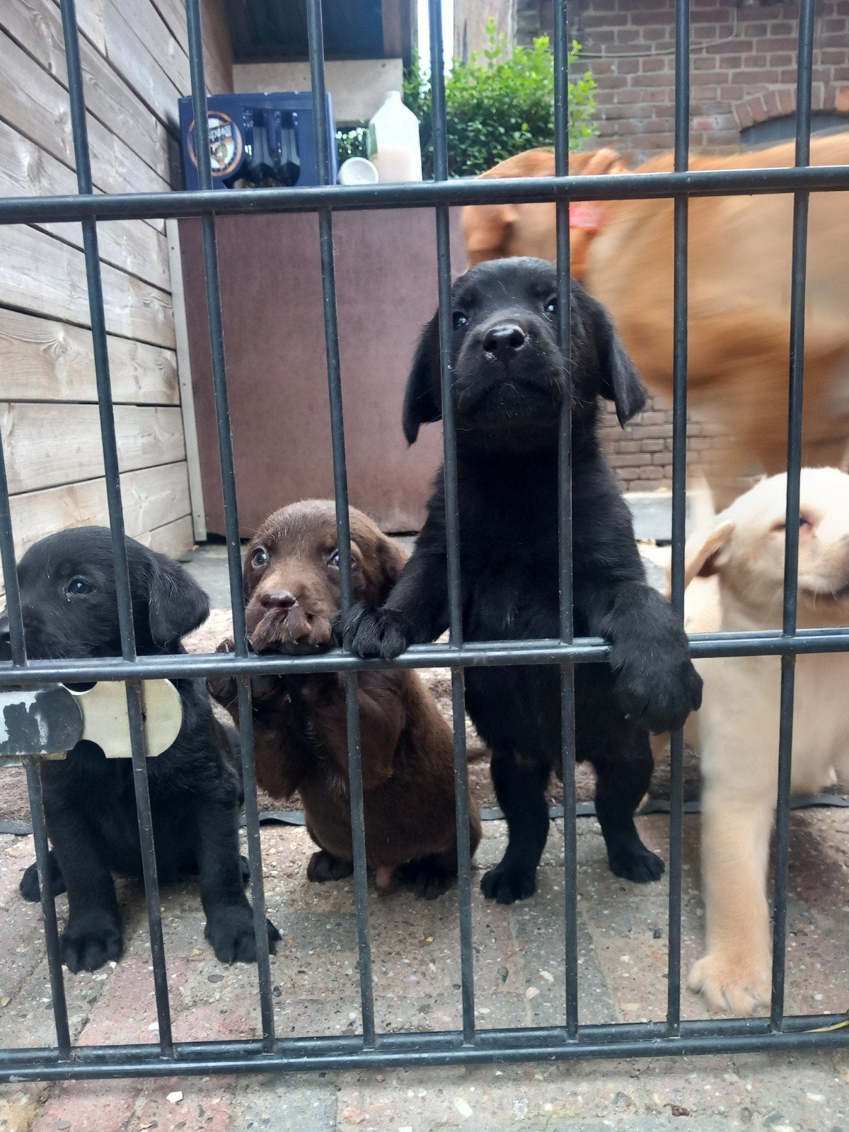 Labrador retriever GROOT SOORT LABRADOR, Dieren en Toebehoren, Parvo, 8 tot 15 weken, Labrador retriever, Meerdere