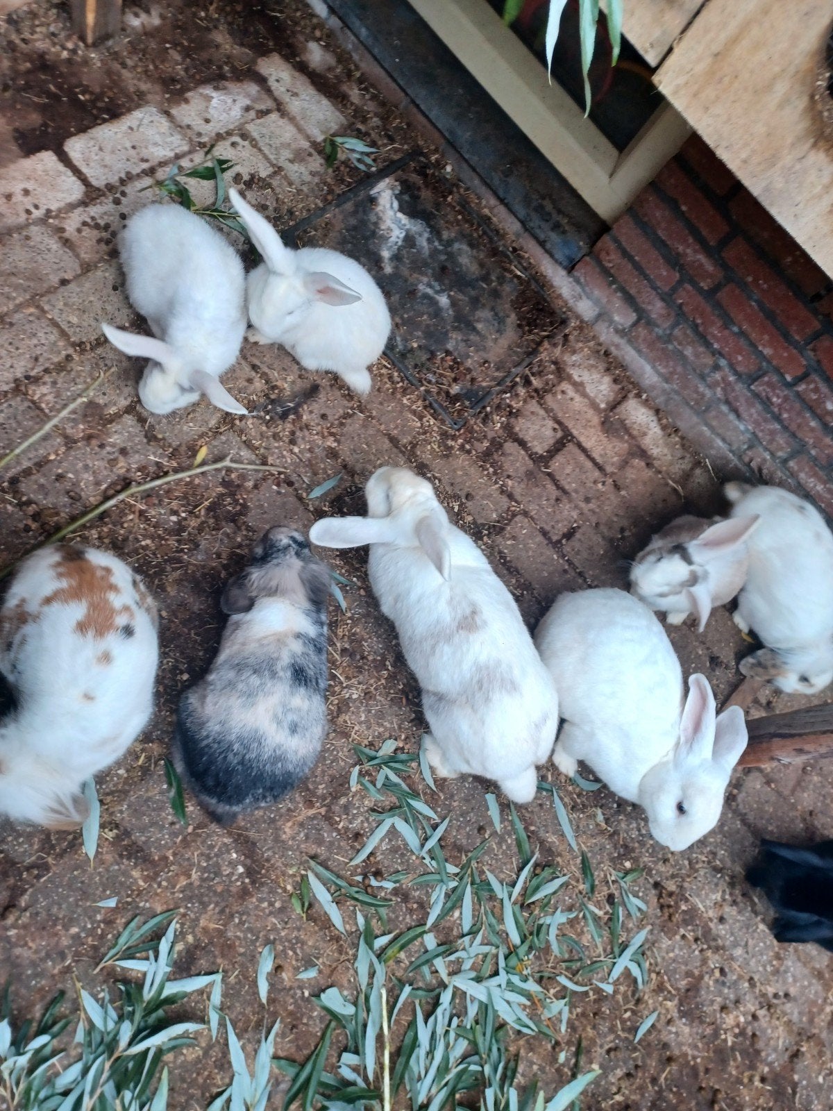 konijnen, Dieren en Toebehoren, Meerdere dieren, Overige soorten
