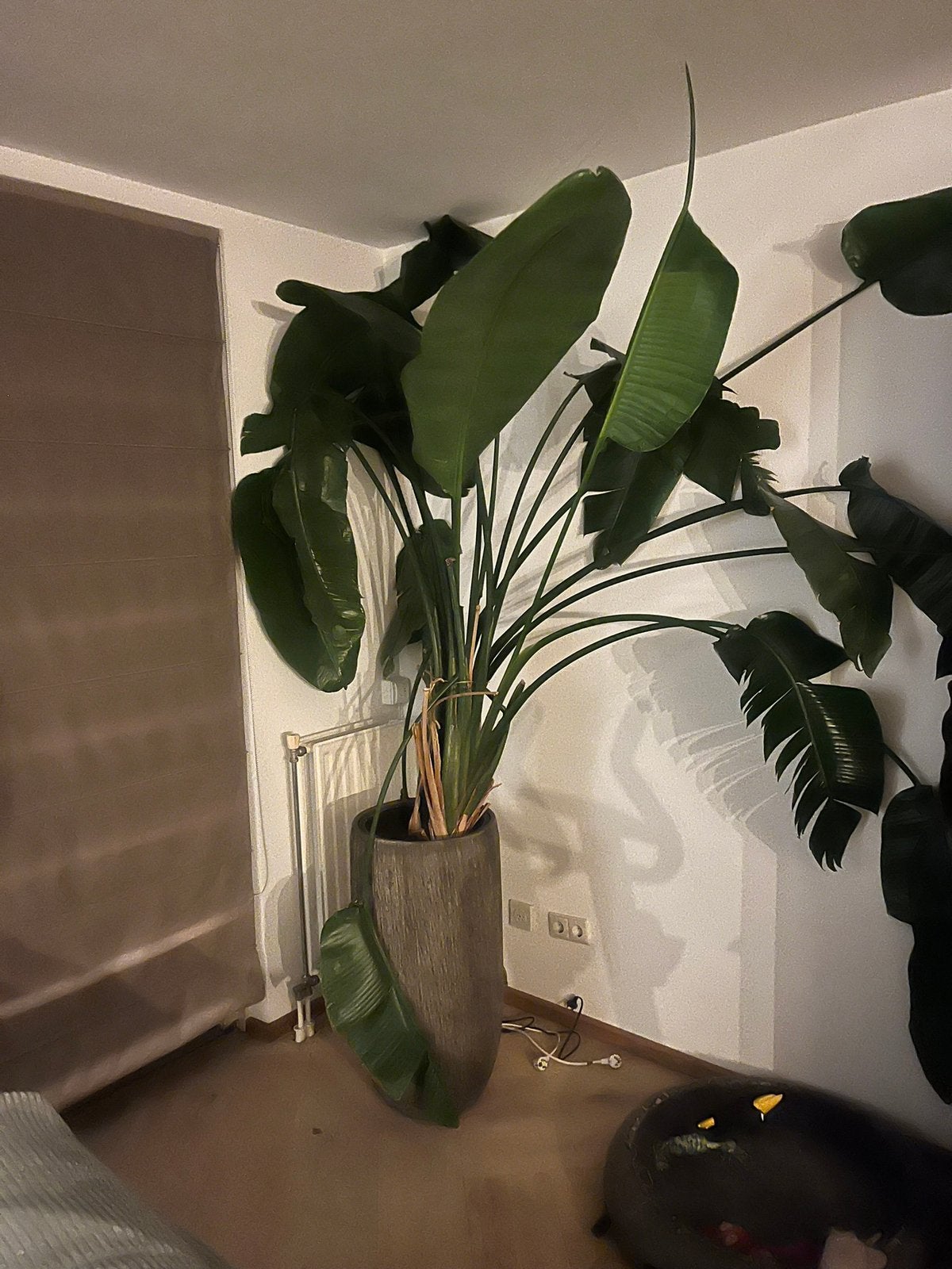 Plant en pot, Ophalen, Halfschaduw, Minder dan 100 cm