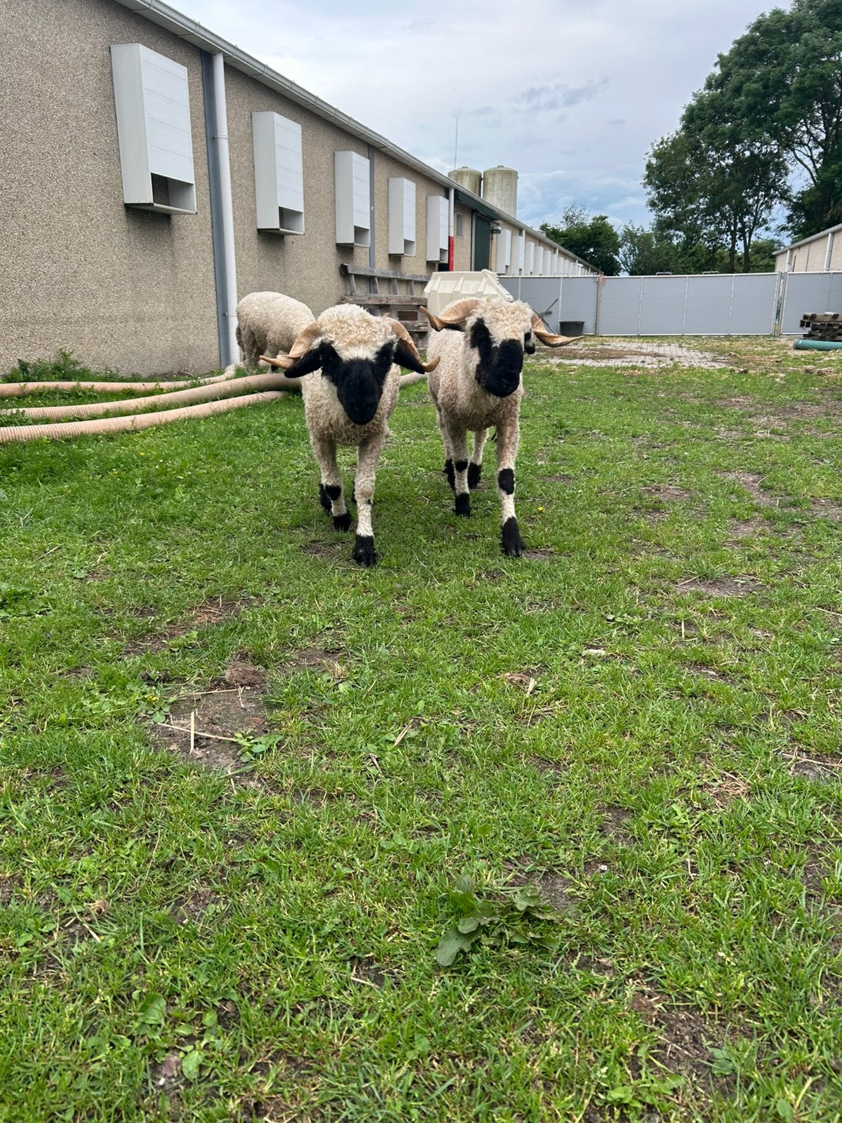 Zeer vriendelijke walliser schwarznasse ram, Mannelijk, Schaap