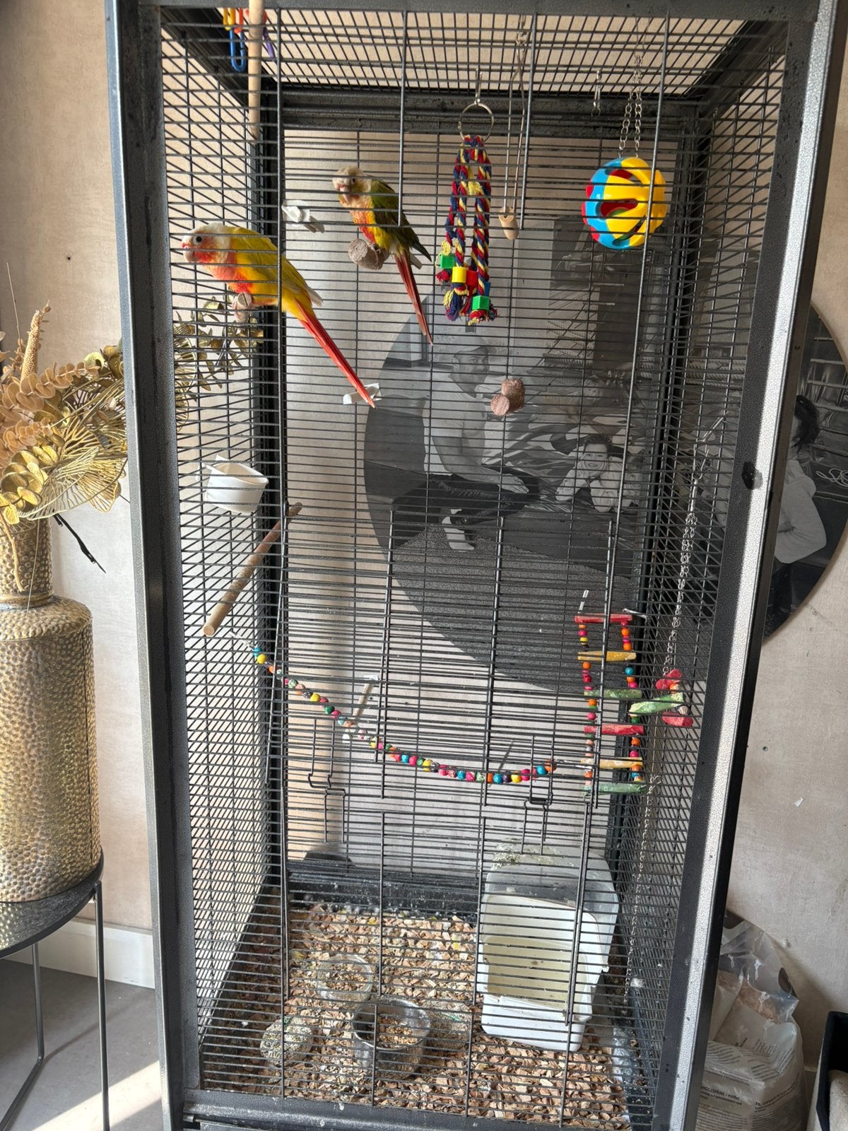 Grote Vogelkooi te koop!, Dieren en Toebehoren, Mannelijk, Parkiet