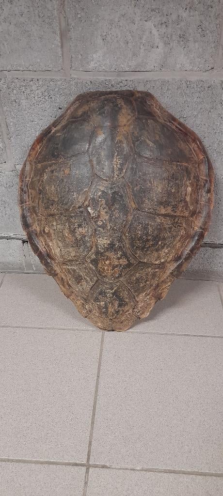 Schilpadschild, Antiek en Kunst, Curiosa en Brocante, Ophalen of Verzenden