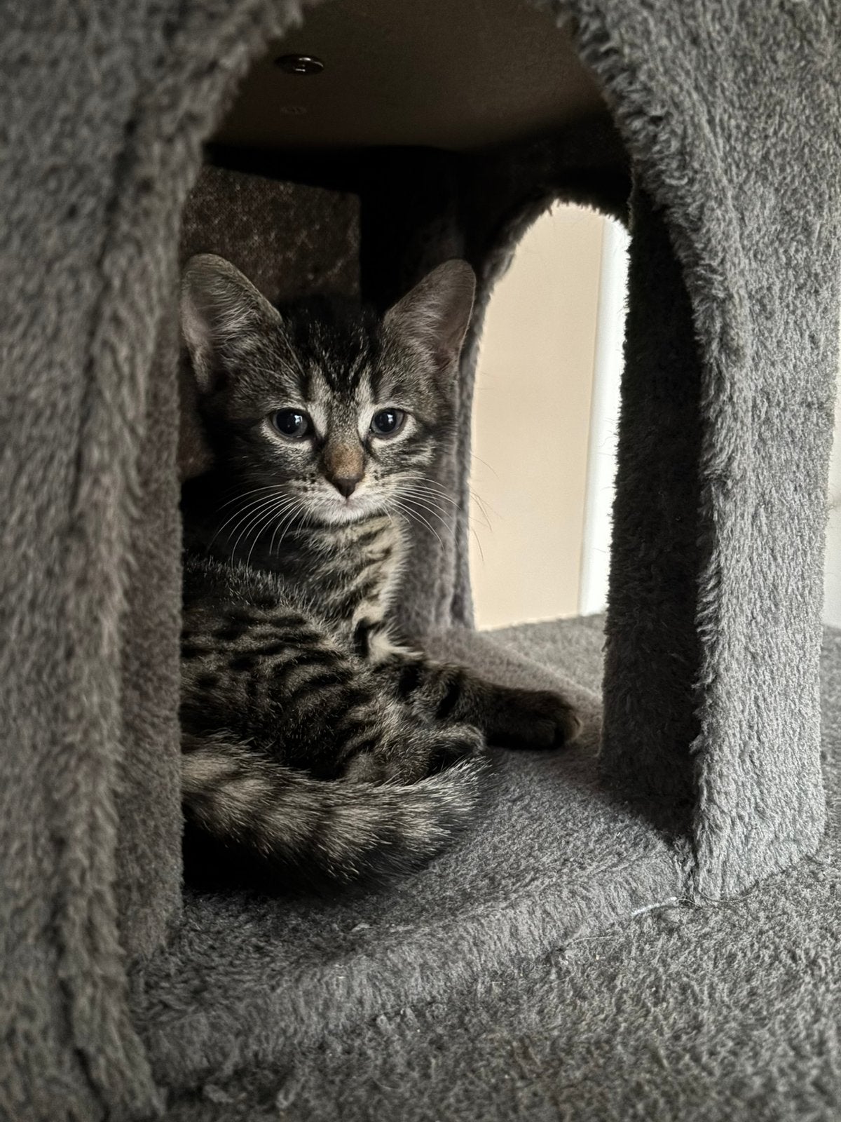 2 kittens te koop, Meerdere dieren, Kortharig, 0 tot 2 jaar