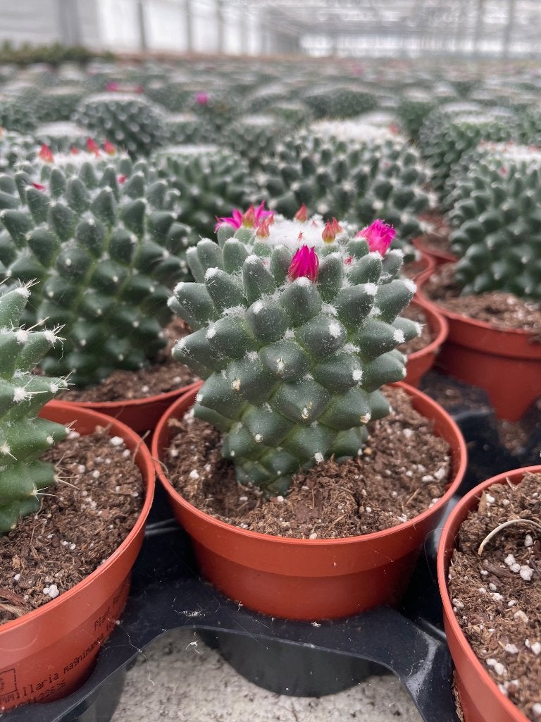 Cactus Mammillaria Toluca in de 9cm pot, Ophalen of Verzenden, Minder dan 100 cm, Bloeiende kamerplant, Volle zon