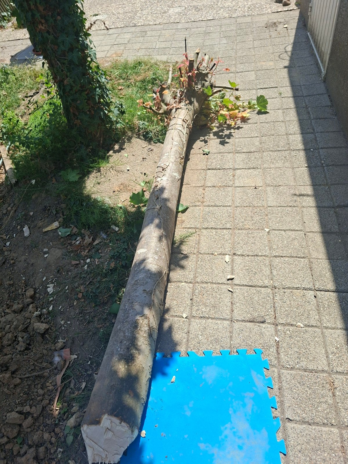 Grote boomstam voor decoratie of projecten, Ophalen of Verzenden