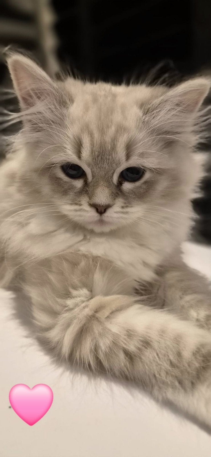 Mooie Ragdoll / Syberische kittens aangeboden, Dieren en Toebehoren, Meerdere dieren, Langharig, 0 tot 2 jaar
