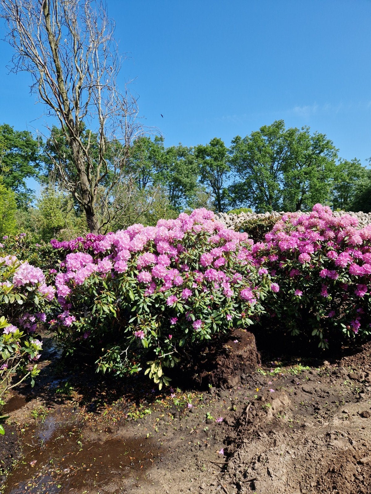Rhododendrons in alle soorten en maten (30-250cm), Tuin en Terras, Vaste plant, Halfschaduw, Lente, Ophalen