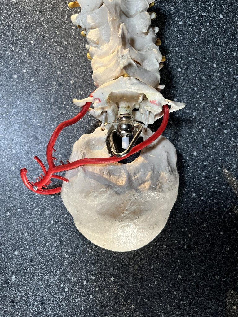 Anatomisch model menselijke wervelkolom met het bekken, Ophalen, Gebruikt