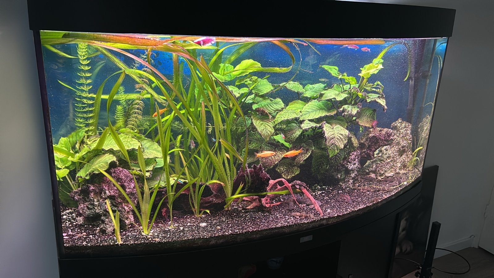 Juwel vision 260 aquarium, Dieren en Toebehoren, Ophalen, Zo goed als nieuw, Gevuld zoetwateraquarium