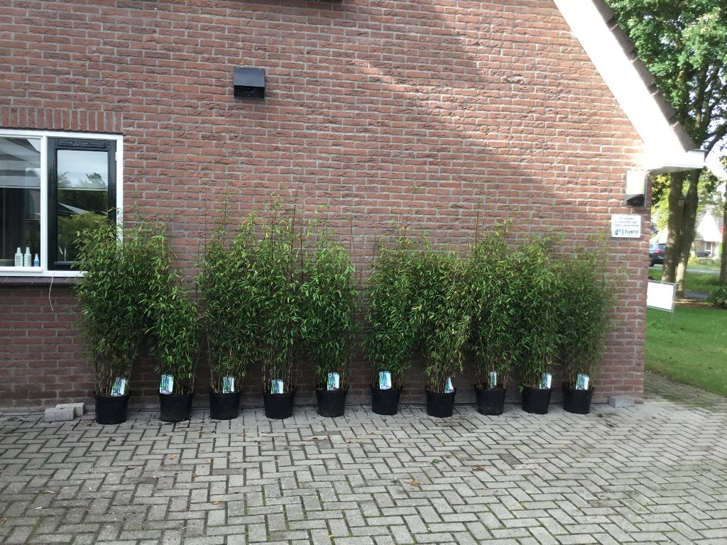Fargesia Black Dragon, niet woekerende bamboe!, Vaste plant, Bloeit niet, Halfschaduw, Ophalen
