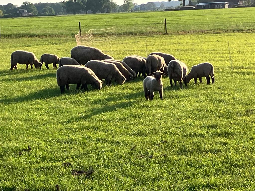 Te koop Hampshire Down ooilammeren, Vrouwelijk, Schaap, 0 tot 2 jaar