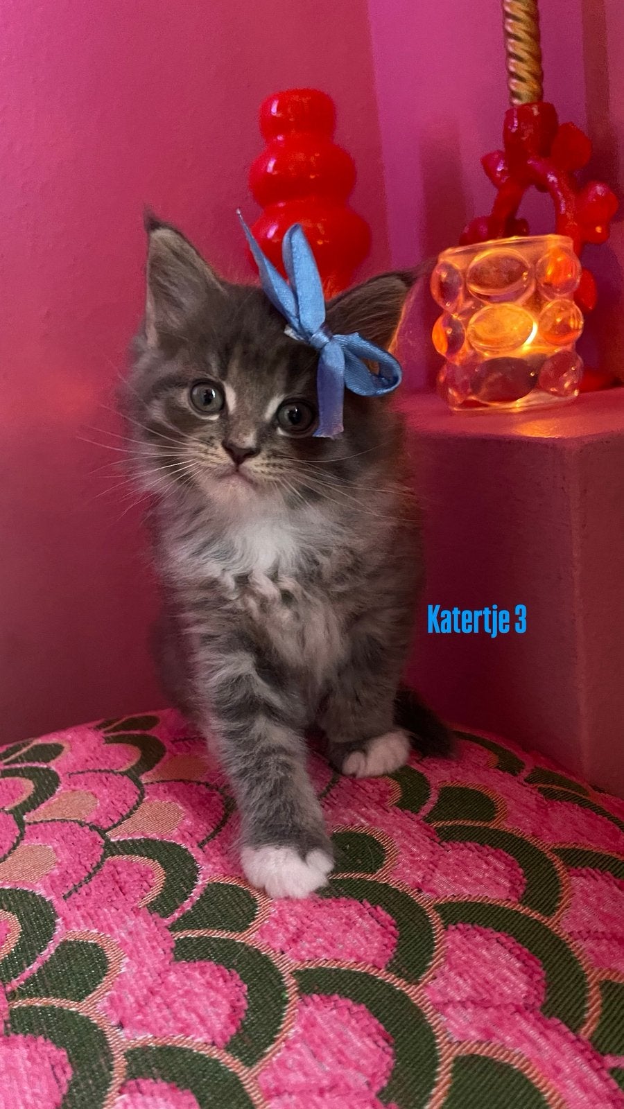 ❥ VERKOCHT rasvuivere Maine Coon kittens ❥ VERKOCHT!!!, Dieren en Toebehoren, Katten en Kittens | Raskatten | Langhaar, Meerdere dieren