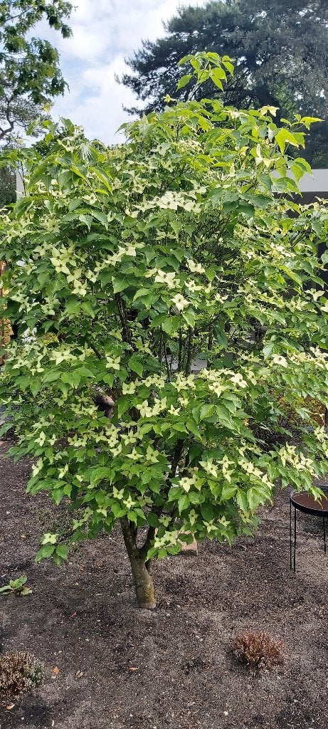 Japanse Kornoelje (Cornus Kousa), Tuin en Terras, Planten | Bomen, Ophalen, Halfschaduw, Overige soorten, Lente