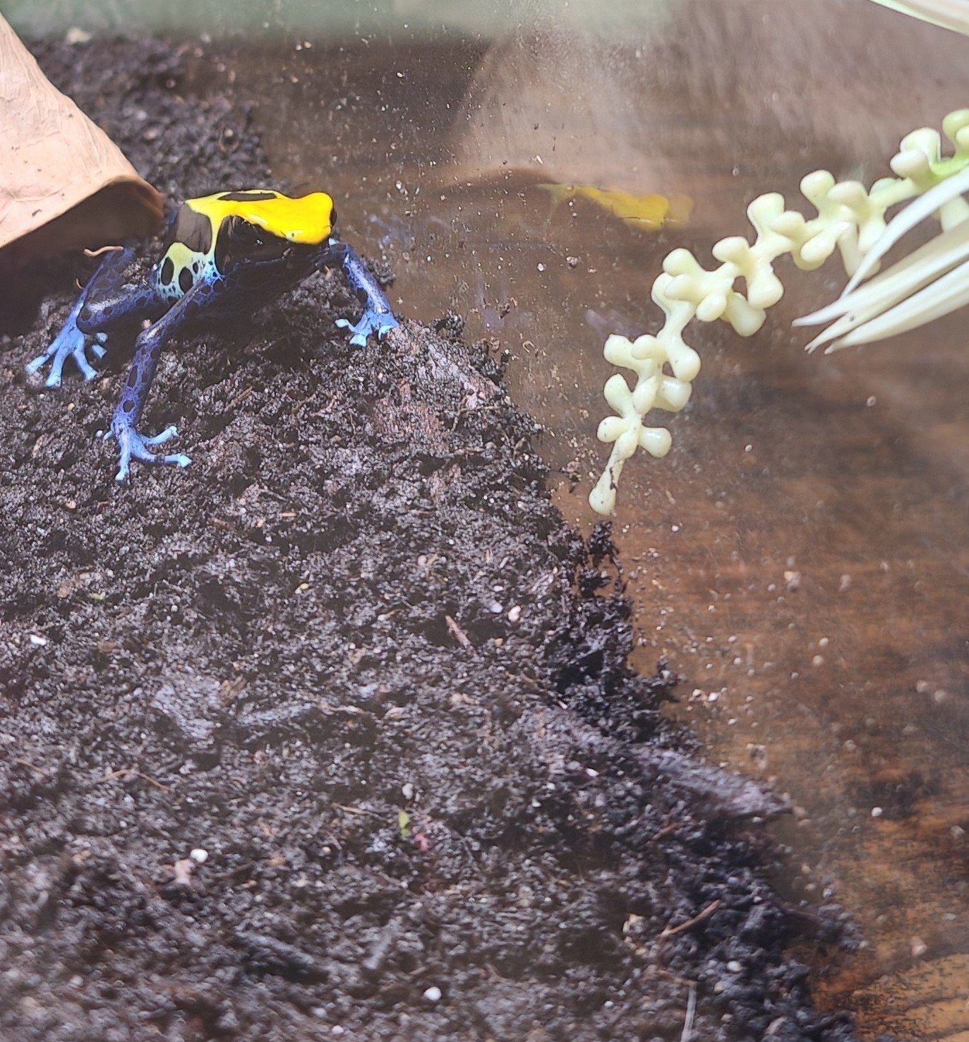 pijlgifkikkers koppel Ruilen Baardagaam, Amfibie, 0 tot 2 jaar