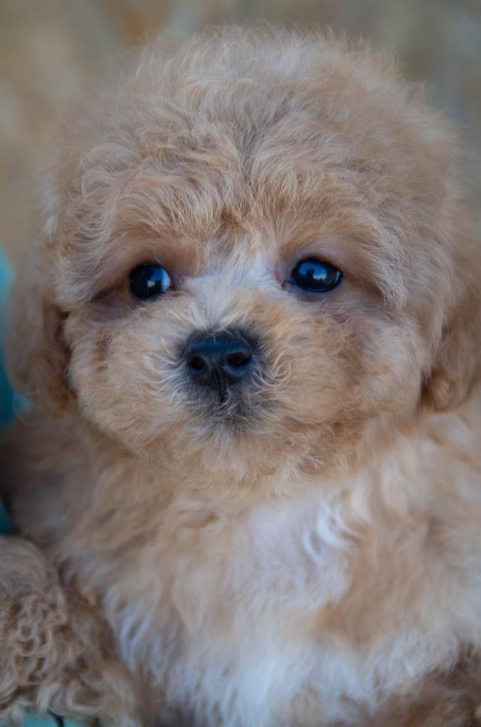 Toy Poodle Reutje (Red) – Larry – Compact & Lief, Dieren en Toebehoren, Poedel, Reu, 8 tot 15 weken, Buitenland