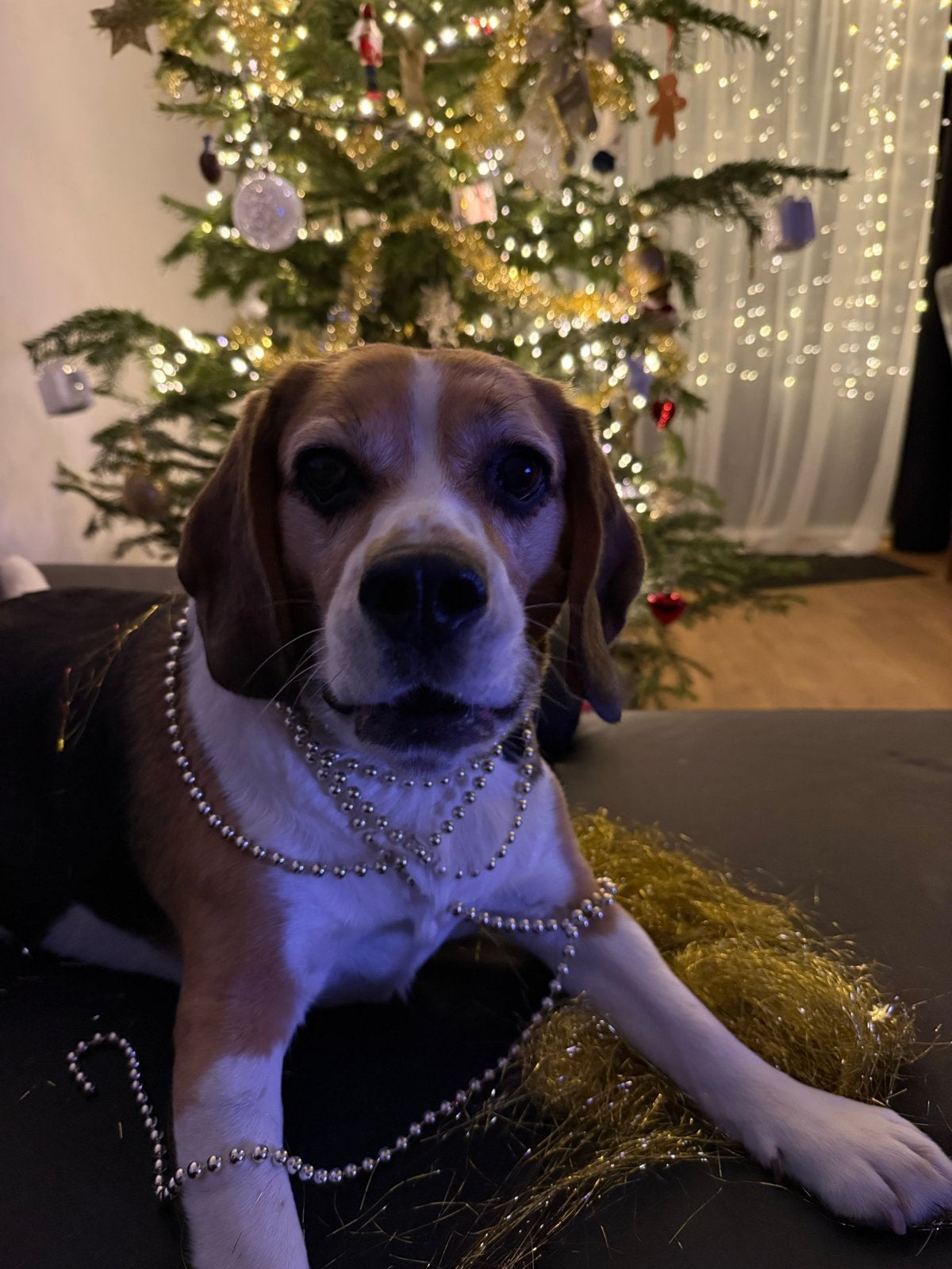 Beagle dekreu, Dieren en Toebehoren, 6 jaar of ouder, België, Particulier, Reu