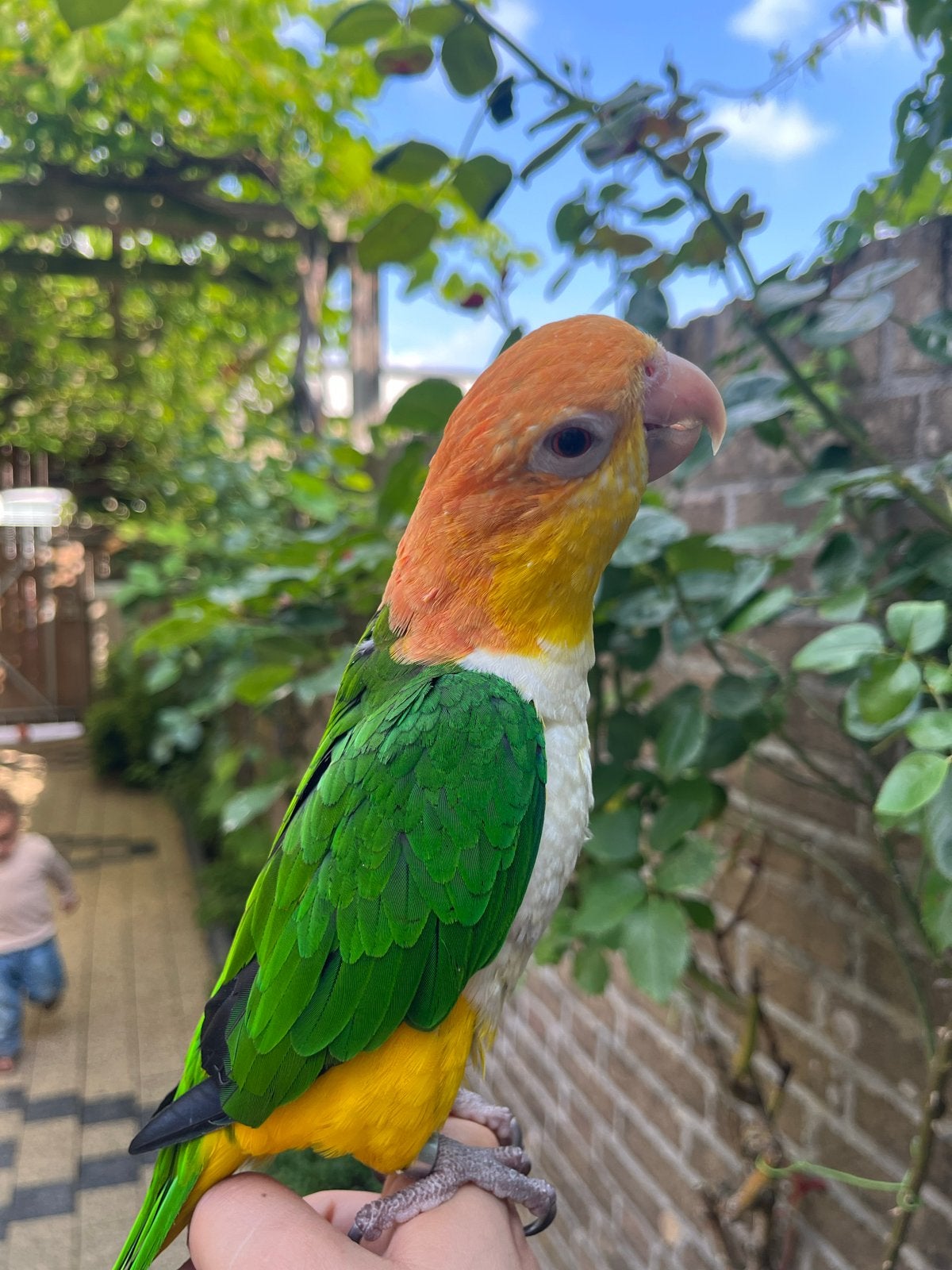 Caique papegaai, Dieren en Toebehoren, Vrouwelijk, Papegaai, Geringd
