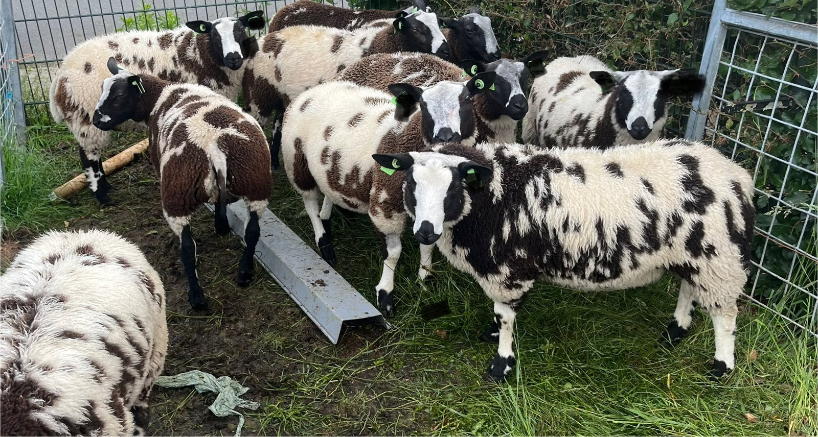 Mooie bonte rammen, Dieren en Toebehoren, Mannelijk, Schaap, 0 tot 2 jaar