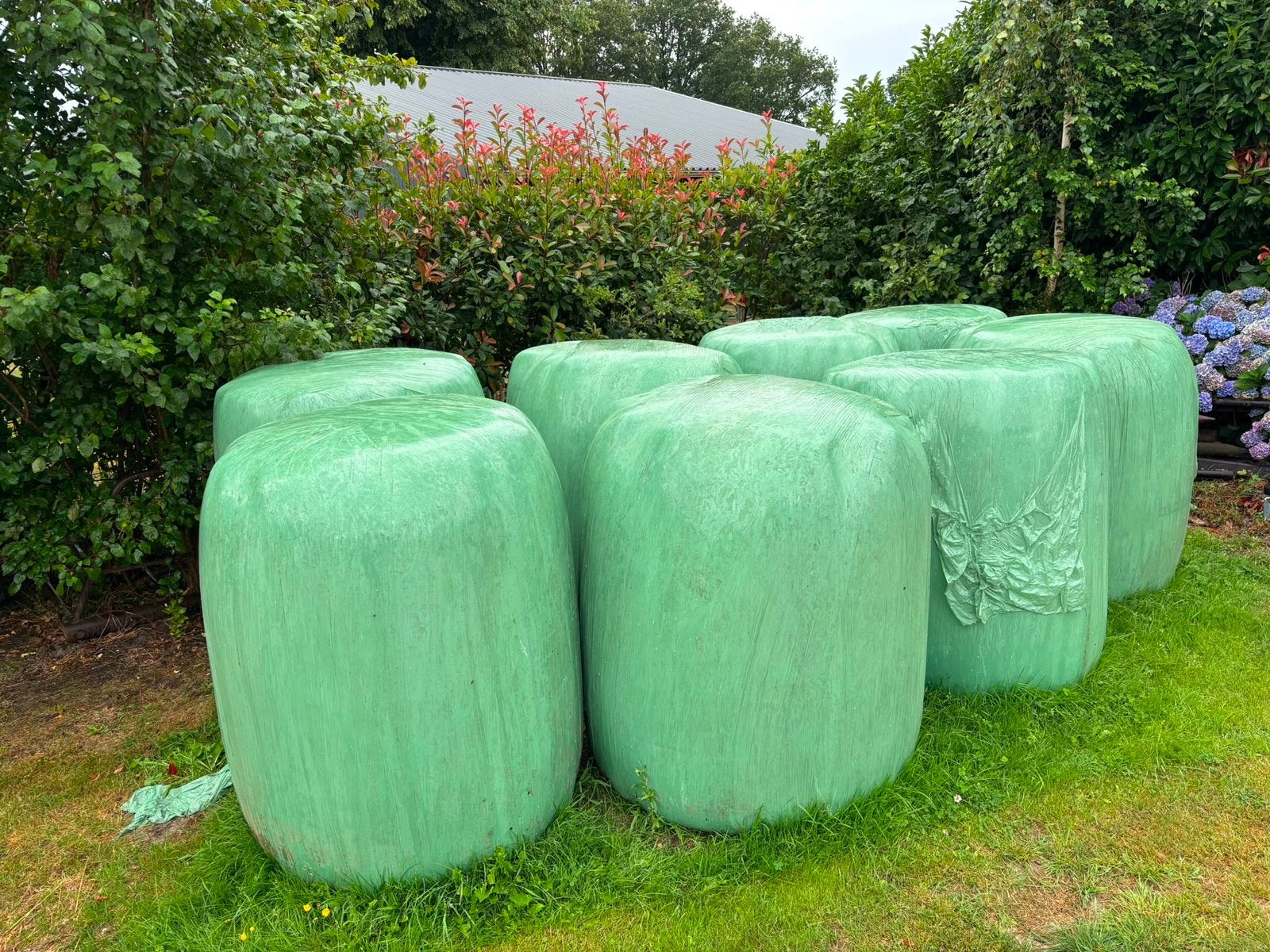 Grote balen paarden hooi - 8 stuks, Ophalen, Vee