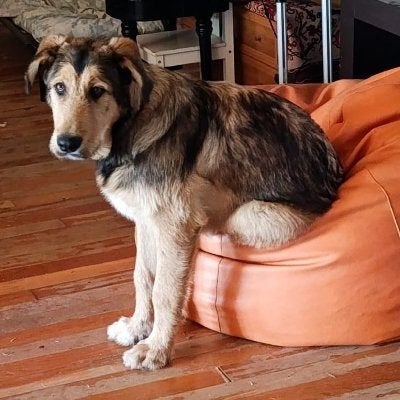 ACE: Leo Leon is een stevige prachtige kerel!, Particulier, 15 weken tot 1 jaar, Buitenland, Parvo