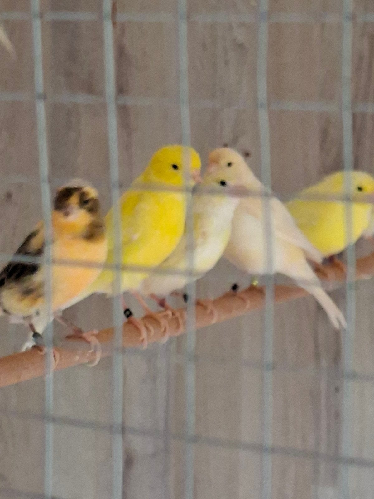 jonge kanaries, Dieren en Toebehoren