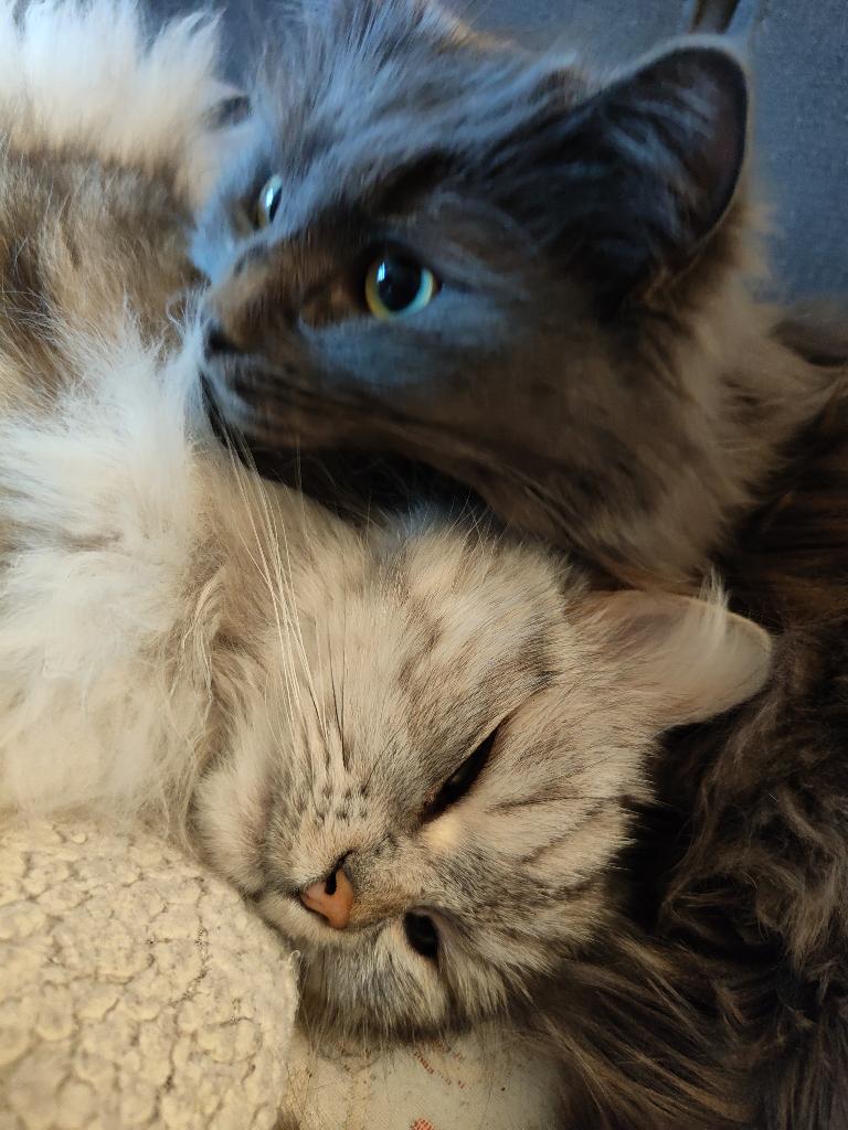 Dana en Adori zoeken een nieuw liefdevol thuis, Dieren en Toebehoren, Katten en Kittens | Raskatten | Langhaar, Meerdere dieren