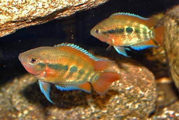 Herotilapia multispinosa - Regenboog Cichlide - Koidreams, Vis, Zoetwatervis