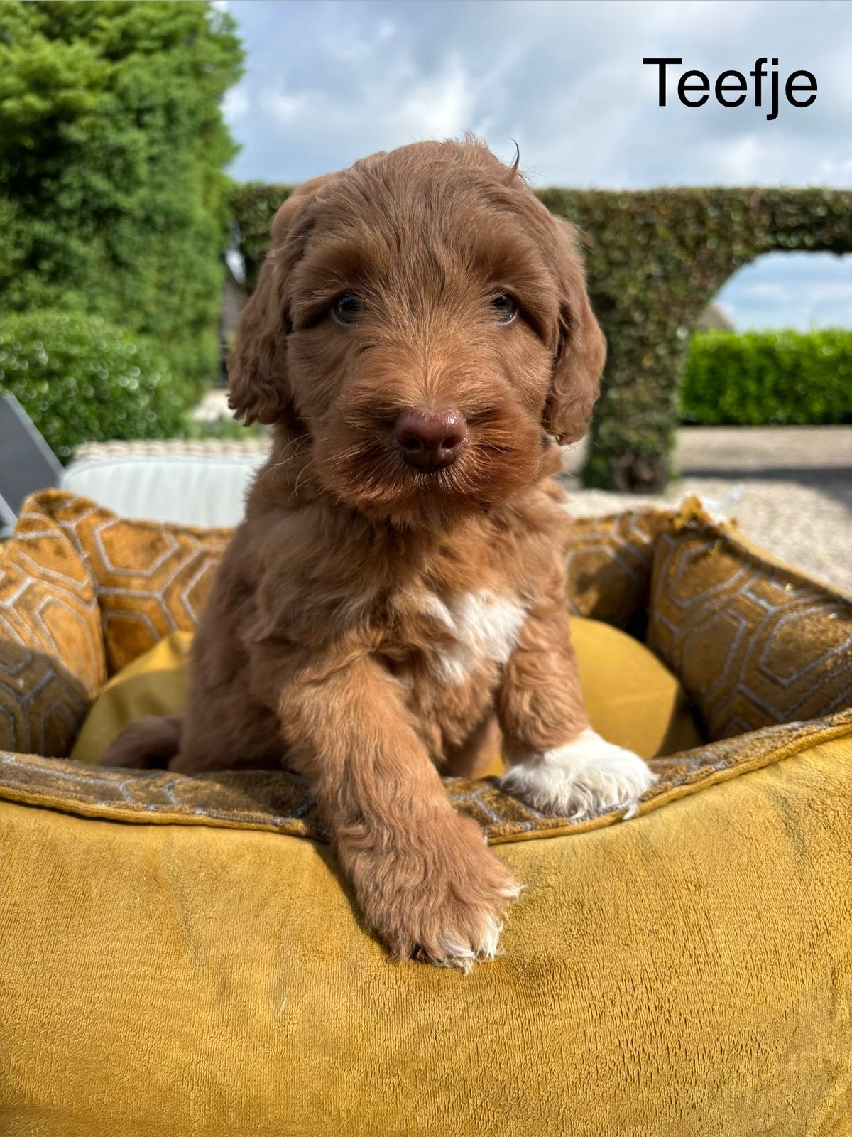 Labradoodle pups medium, Nederland, Overige rassen, 8 tot 15 weken, Meerdere
