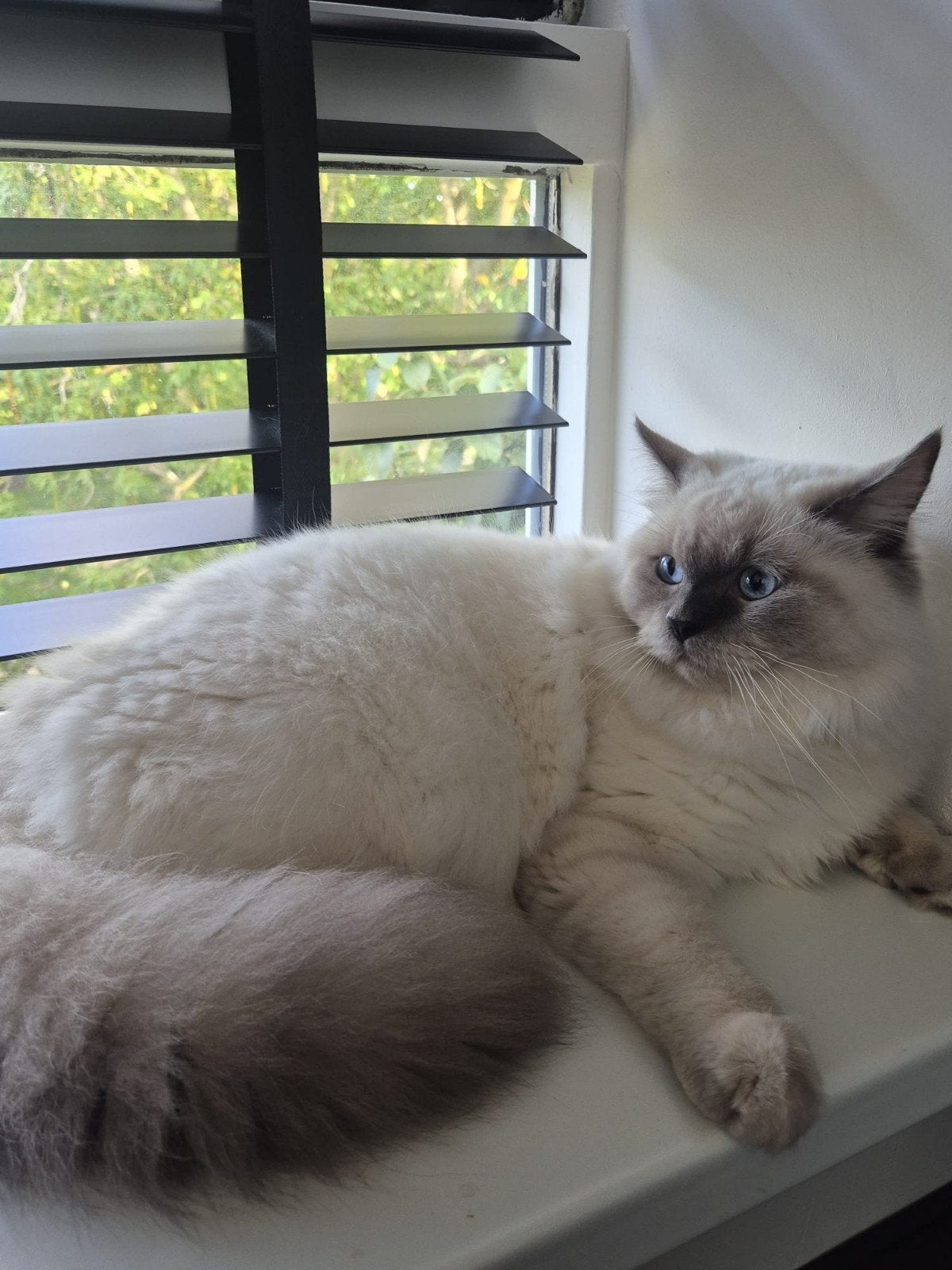 ragdoll kater, Dieren en Toebehoren, Kater, 0 tot 2 jaar