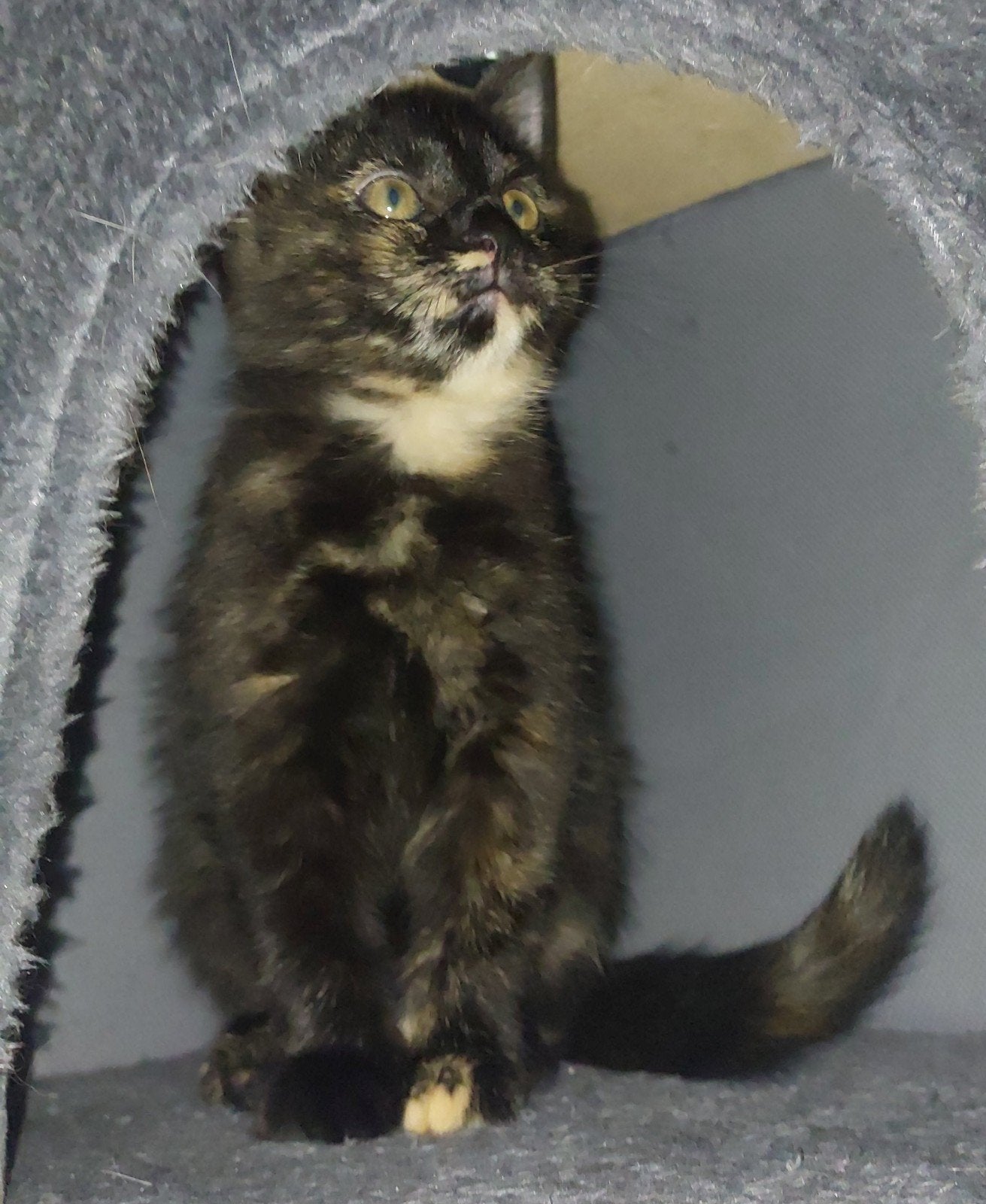 2 kruising britse Britse korthaar/turkse Angora kittens, Dieren en Toebehoren