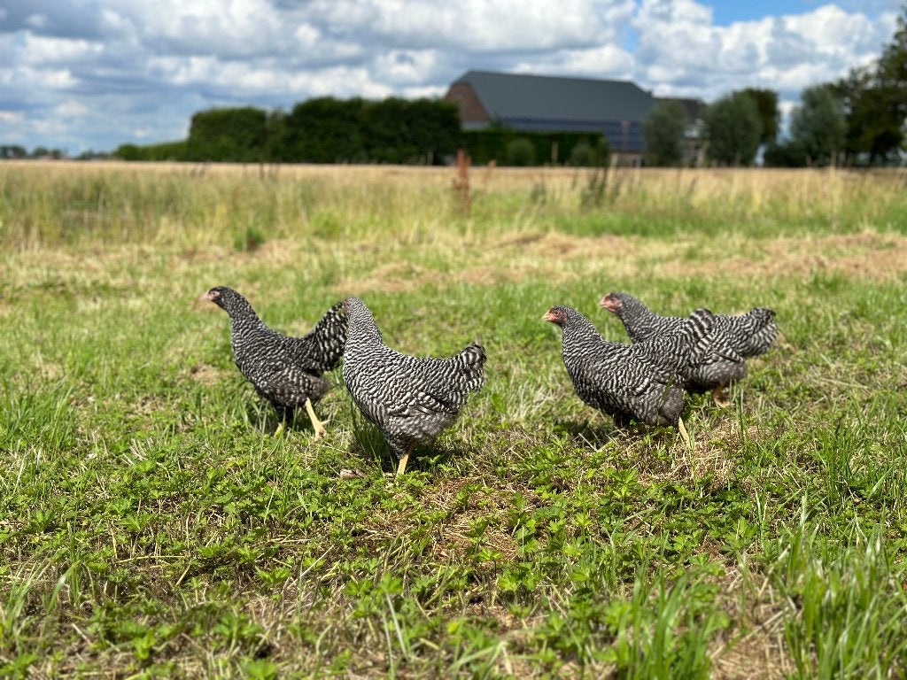 Jonge tamme Amrock kippen gesekst en ingeënt, Vrouwelijk, Kip