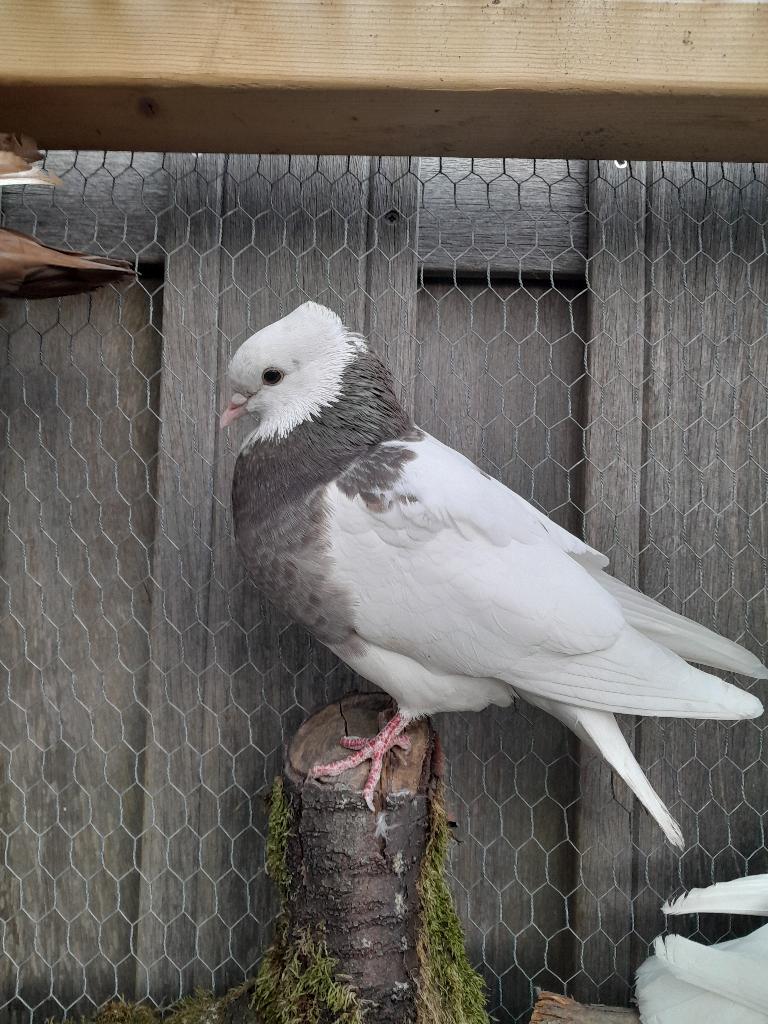 Iraanse hoogvlieger doffer, Dieren en Toebehoren, Vogels | Duiven, Mannelijk, Tuimelaar of Roller