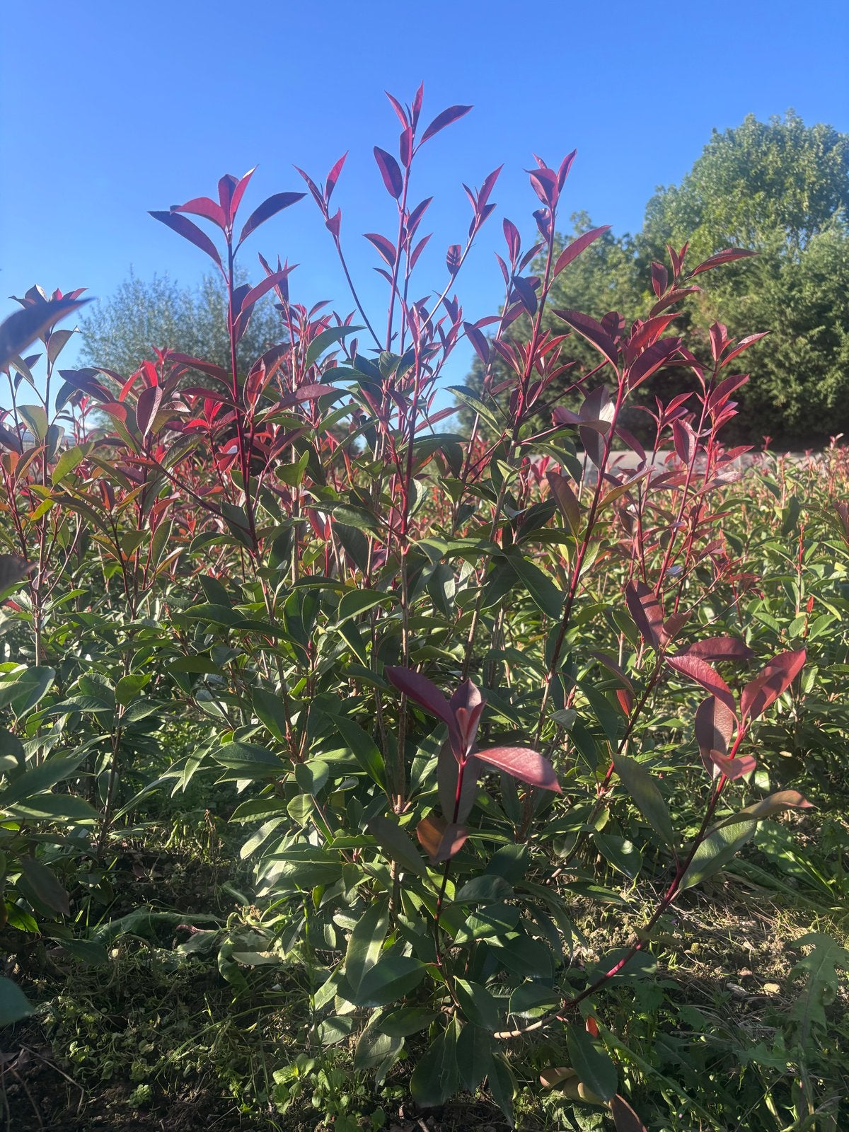 Glansmispel Photinia Red Robin haagplanten 60 t/m 120cm, Tuin en Terras, Volle zon, Vaste plant, Lente, Ophalen