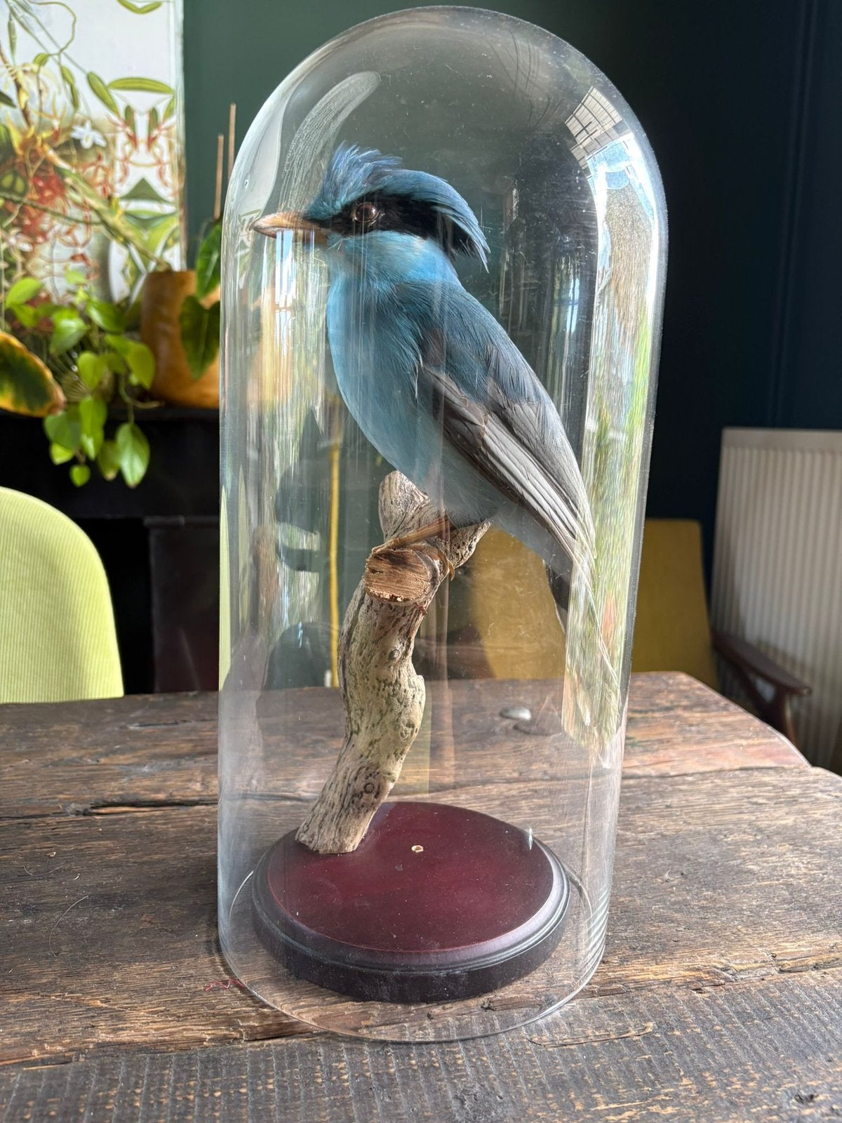 Glazen stolp, Glas, Ophalen, Zo goed als nieuw, 18 cm