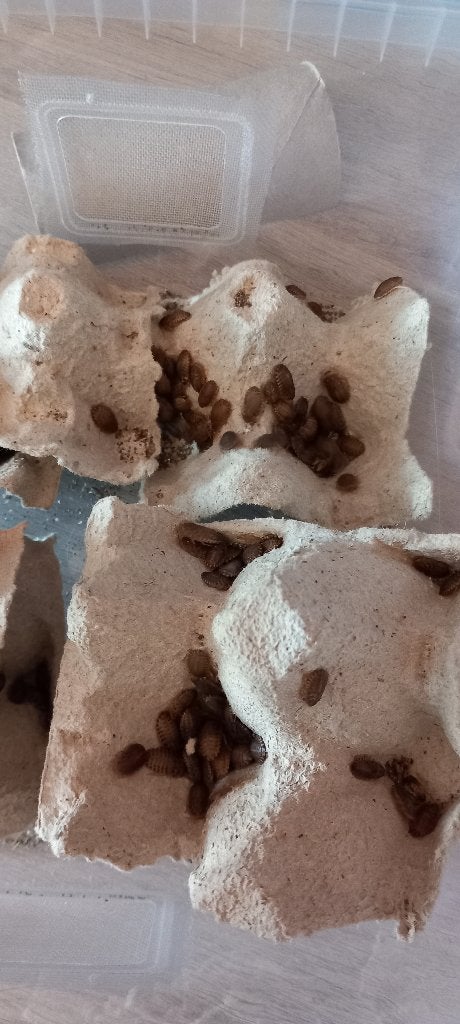 Blaptica dubia Kakkerlakken mini, Dieren en Toebehoren, Ophalen, Zo goed als nieuw, Overige typen