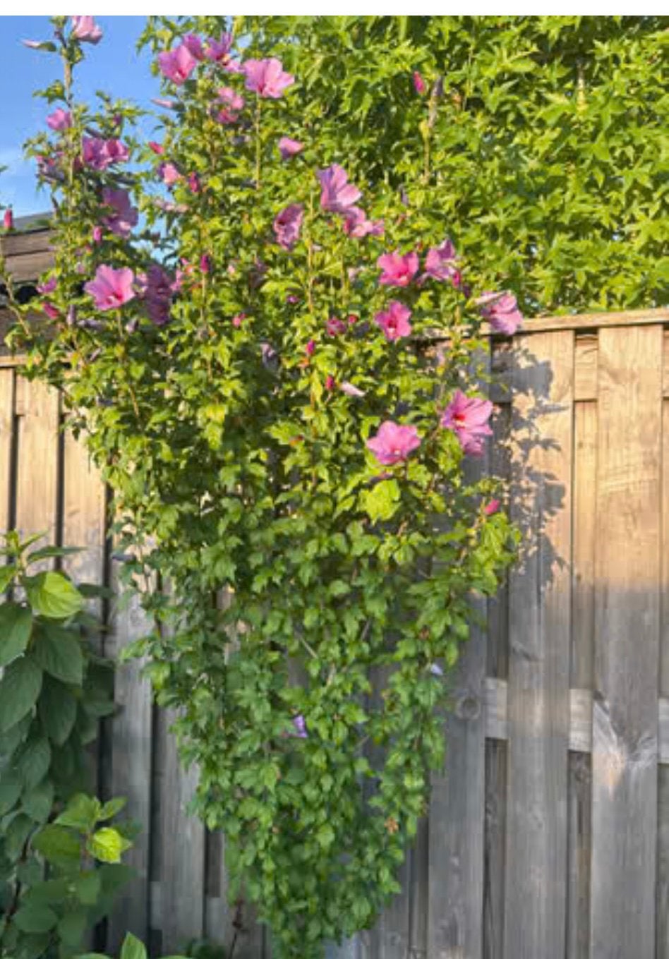 Hibiscis boom 20 euro, Overige soorten, 100 tot 250 cm, Zomer, Ophalen