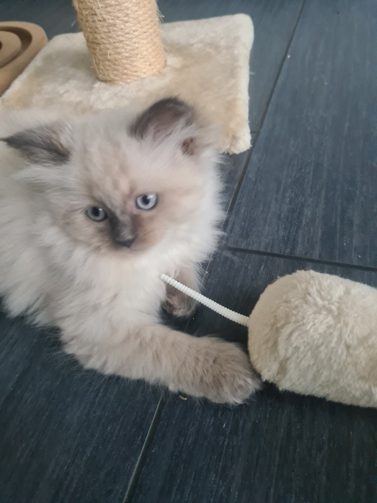 schattige dame siberische/ragdoll kitten, Dieren en Toebehoren, Meerdere dieren, Ontwormd, 0 tot 2 jaar
