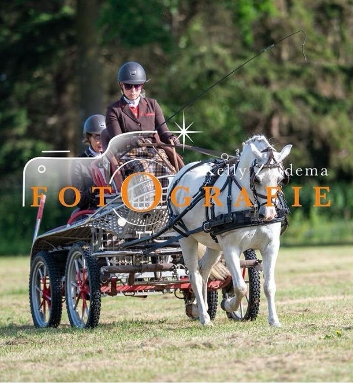 Super lieve allround pony, Dieren en Toebehoren, Pony's, Met stamboom, Ruin, M, B pony (1.17m tot 1.27m)