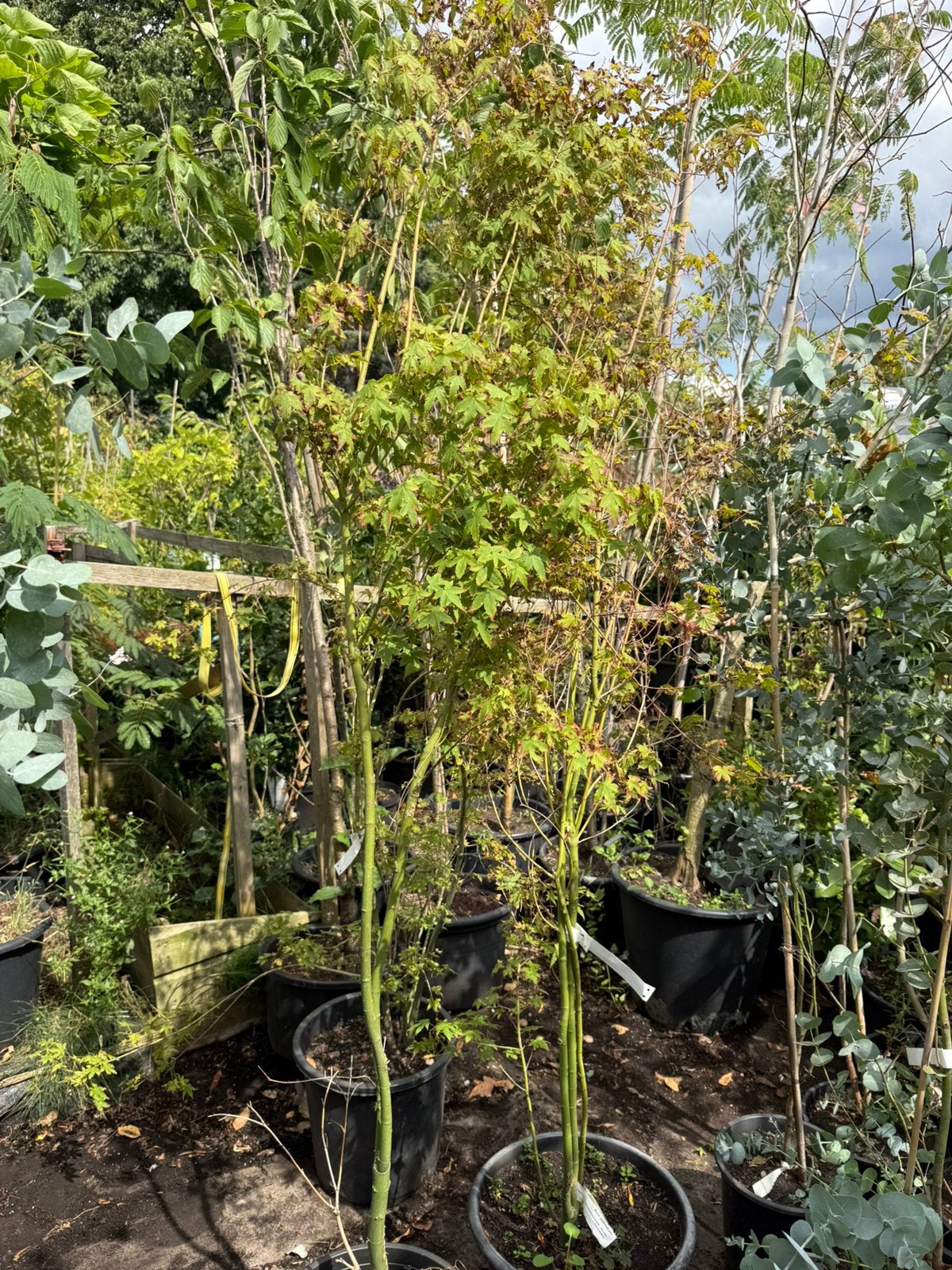 Acer palmatum rood groen groeit snel en smal, Tuin en Terras, Planten | Tuinplanten, Volle zon, Vaste plant, Bloeit niet, Ophalen