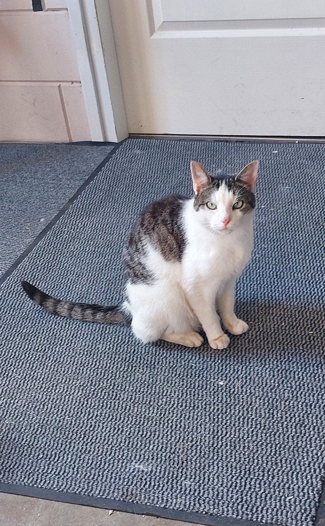 gecastreerde kater 4 jaar oud, Kater, 3 tot 5 jaar