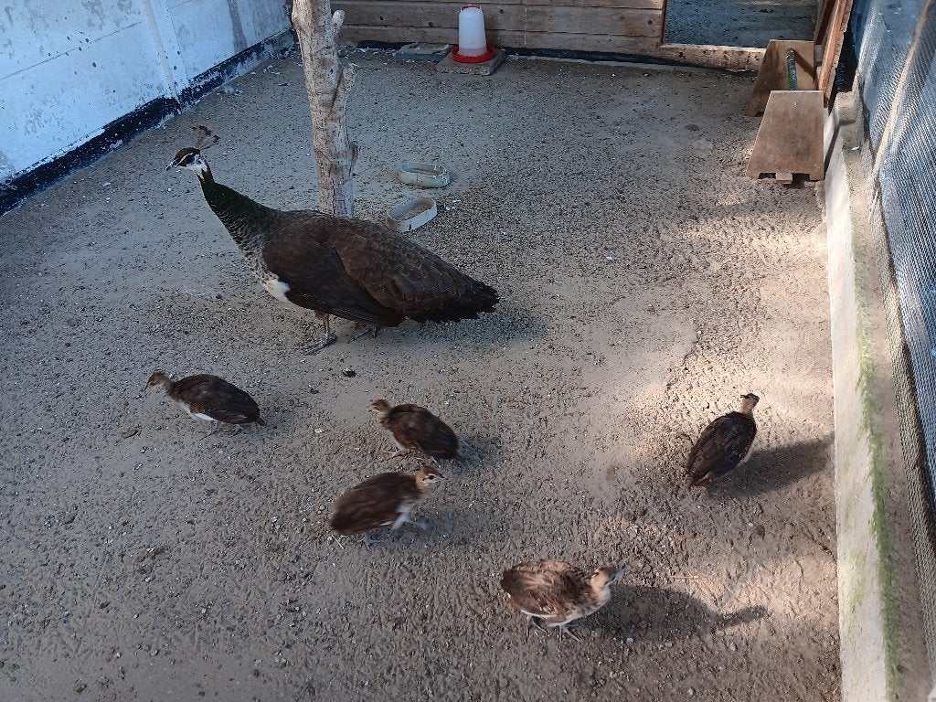 Pauw hen met 5 kuikens, Dieren en Toebehoren, Pluimvee, Meerdere dieren, Overige soorten