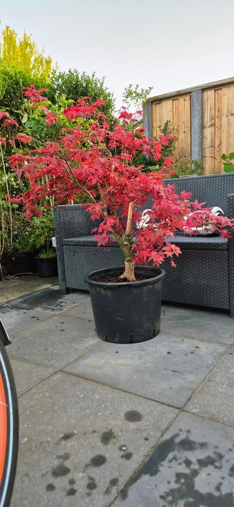Japanse esdoorn Acer palmatum bonsai, Tuin en Terras, Planten | Bomen, Bloeit niet, Halfschaduw, Minder dan 100 cm, Overige soorten