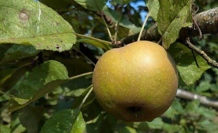 Goudreinetten gezocht, Ophalen