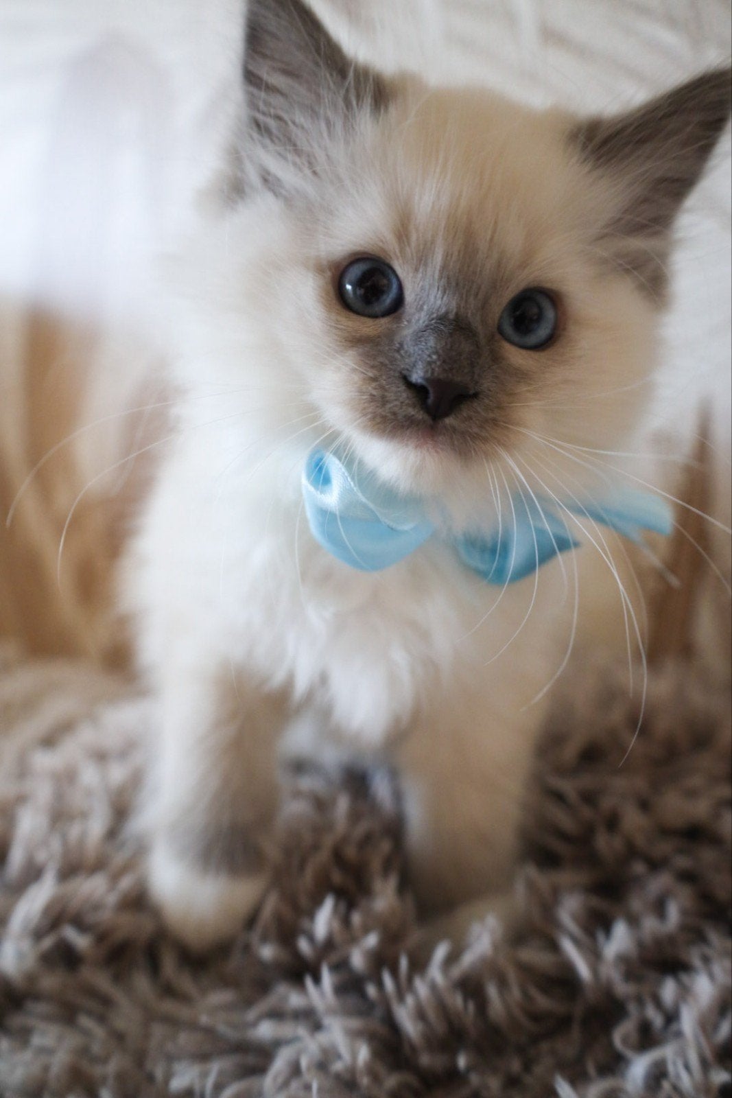 Ragdoll kitten, vader met stamboom moeder gezonde bloedlijn, Kater, Ontwormd