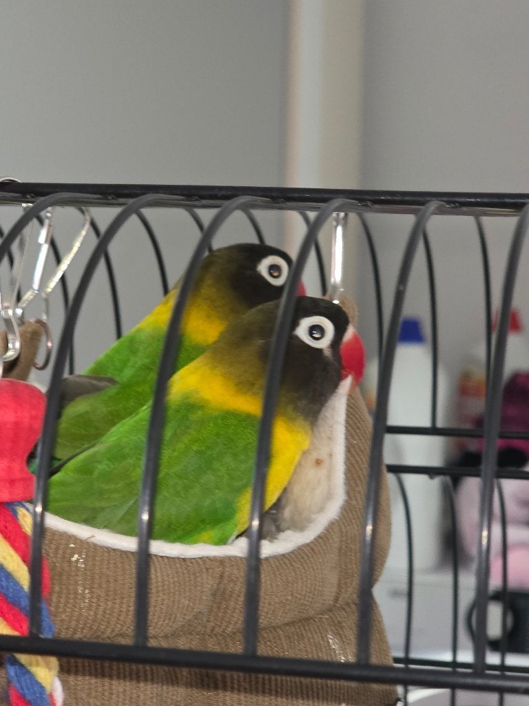 Agarponis dwergpapagaai, Vrouwelijk, Dwergpapegaai of Agapornis, Geringd